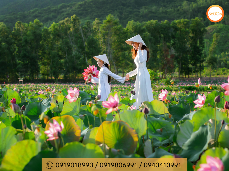 Hoa sen trong mùa nở rộ - Du lịch 360Go 